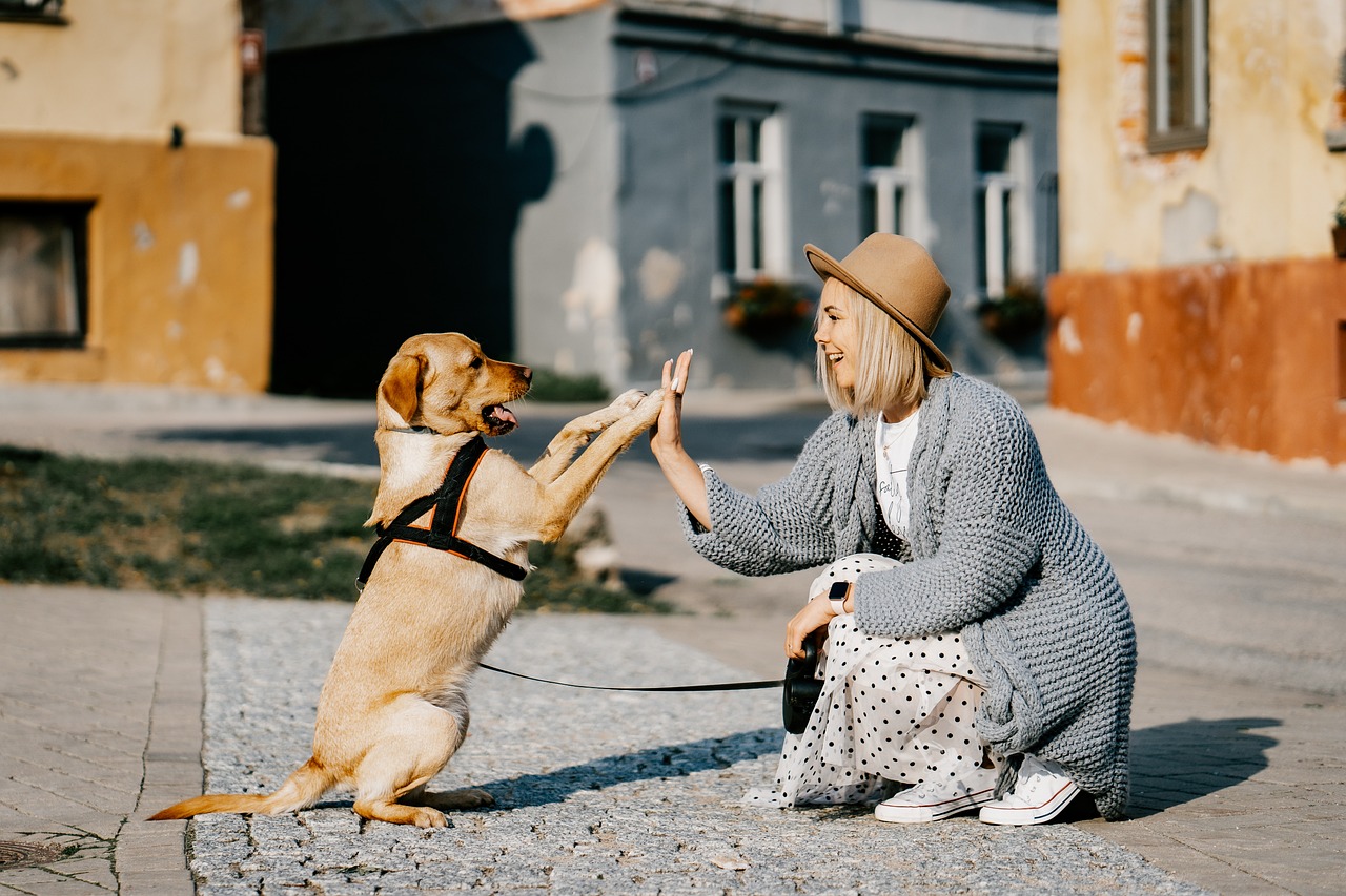 How to Teach Your Dog to Carry Items